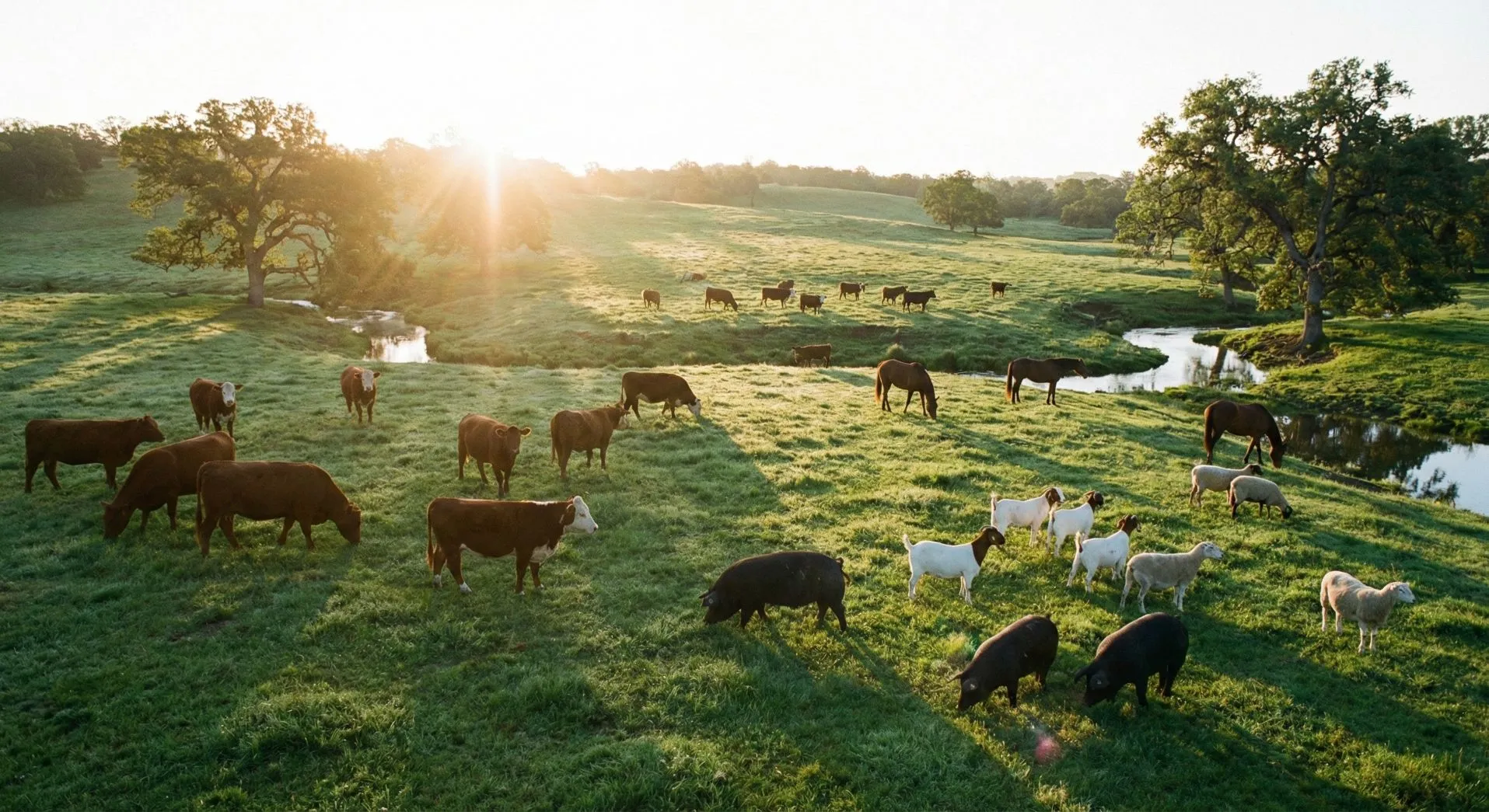 Mendes Leilões Rurais
